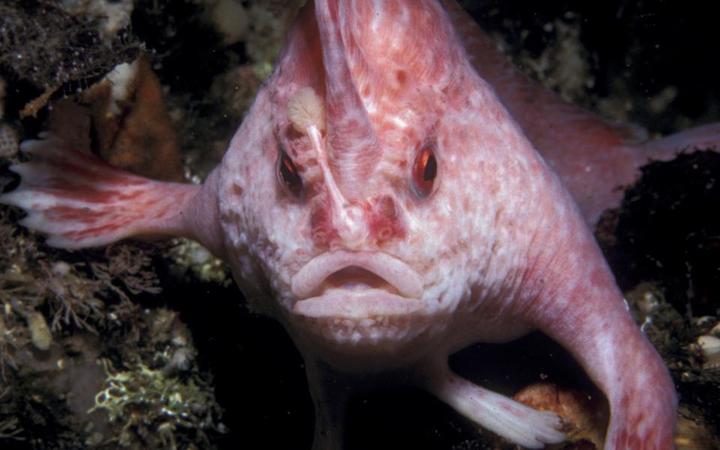 Photo of Un poisson rose rare a été aperçu en Australie pour la première fois depuis des décennies