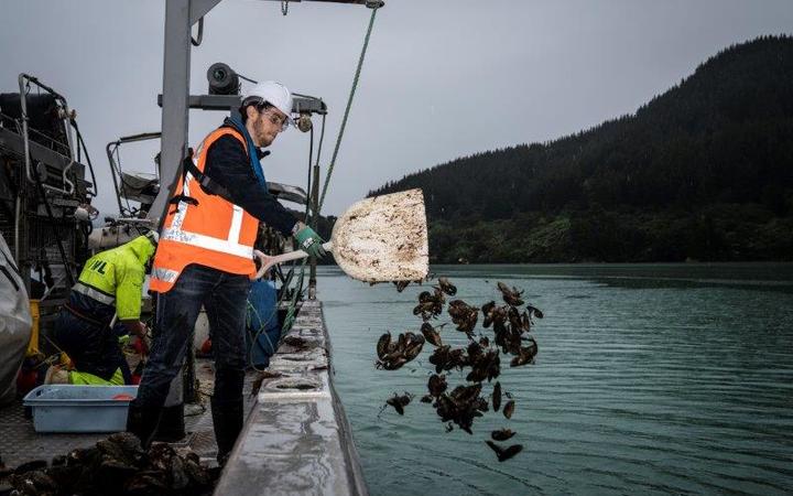 NIWA and University of Auckland PhD student Trevyn Toone deploying harvested mussels in Pelorus Sound.  