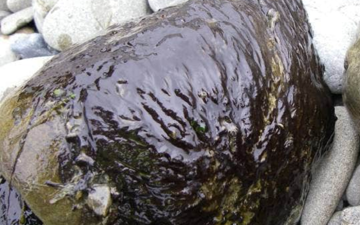 A toxic algal mat on a rock from a river.