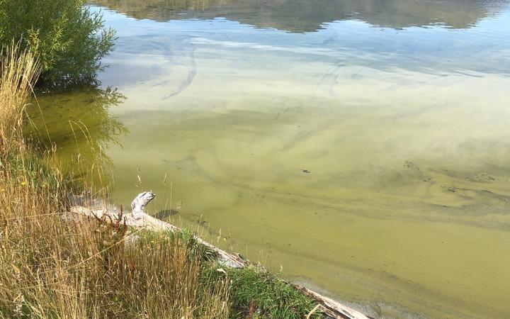 Toxic algae bloom in a lake.