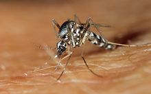 The Asian tiger mosquito is one of the vectors responsible for transmitting dengue fever.