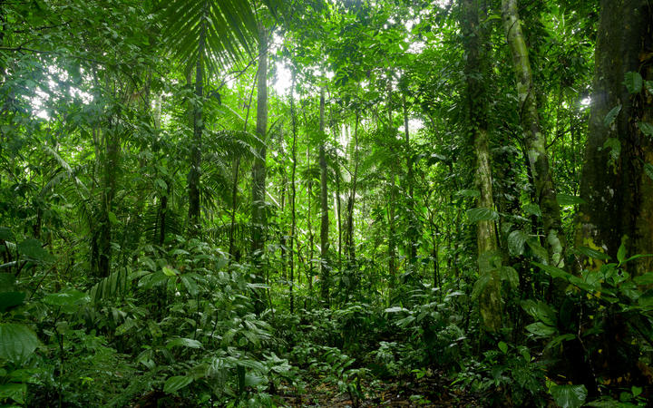 Atogrąžų miškų peizažas, Amazonė
