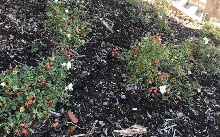 The Parliament grounds garden not long after the weed was weeded.