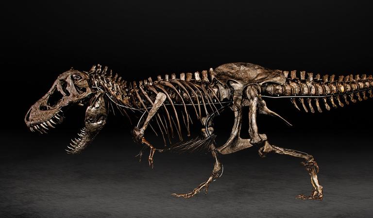 Peter the T rex, to be displayed in Auckland from 15 April.