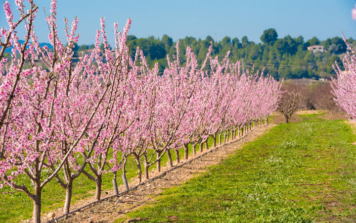 Rows of flowering almond trees. 