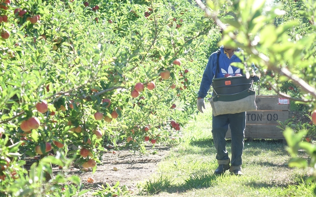 Pacific Islands workers have been described as invaluable to New Zealand's horticulture and viticulture industries.
