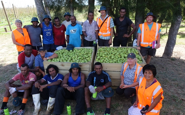 Recognised Seasonal Employers scheme workers from Fiji taken a short break from picking pears in a Twyford orchard owned by RJ Flowers.