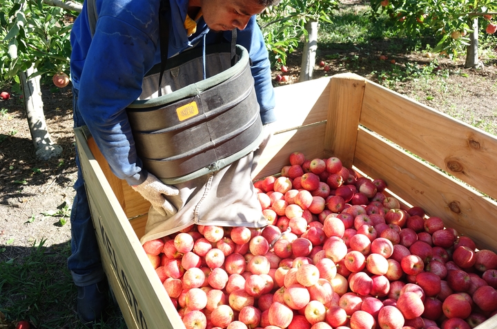 Un employé de RSE décharge des pommes dans une caisse dans un verger de Hawke's Bay.