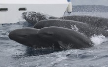 False killer whales