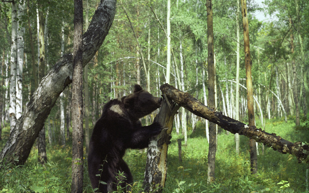 A brown bear in a Siberian forest.