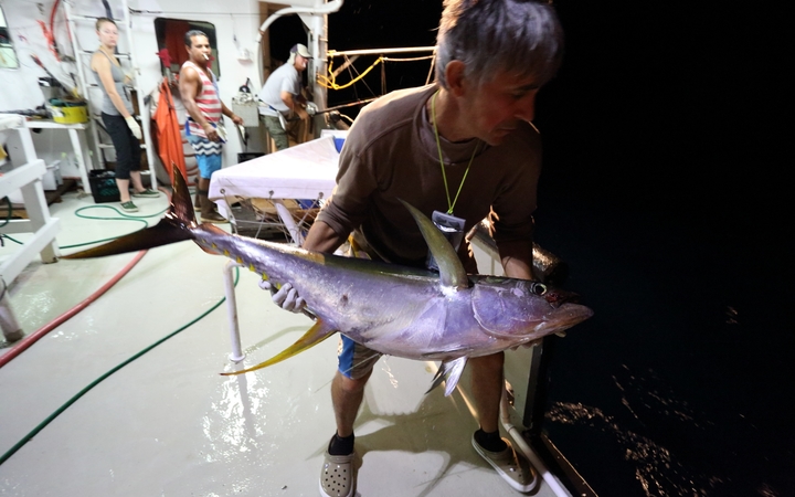 Release of a yellowfin tuna tagged with an archival tag.
