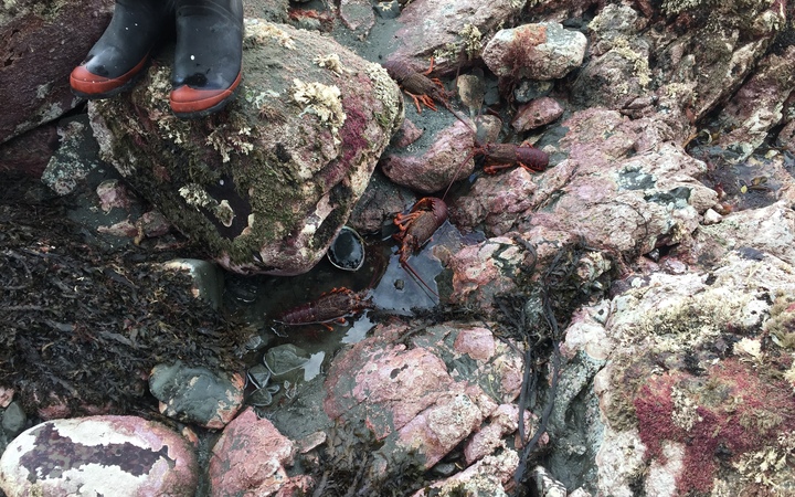 Dead paua and crayfish near Ohau Point seal colony