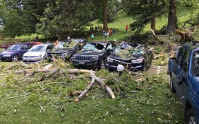 Cars were crushed at Auckland's Cornwall Park after a tree fell on them.