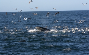 Bryde's whale feeding in Hauraki Gulf.