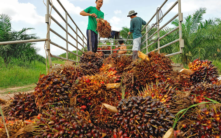 Workers throw oil palm fruit branch to the truck on Nov 05, 2009, Chumporn, Thailand.