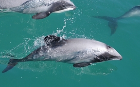 Maui dolphin.