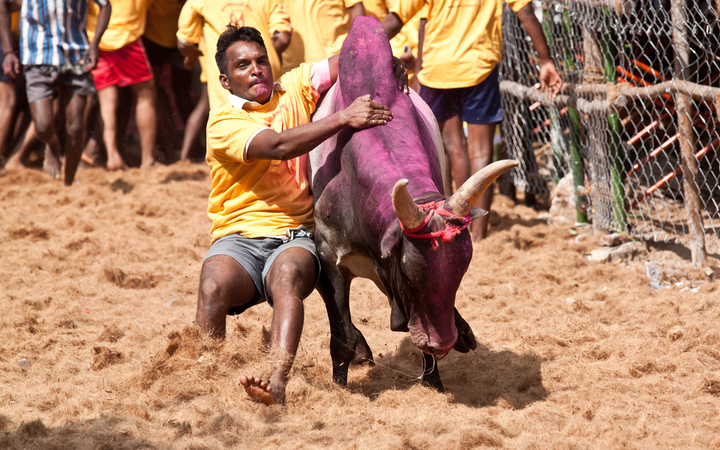 Jallikattu- Bull Festival, Avaniyapuram near Madurai, Tamil Nadu, India