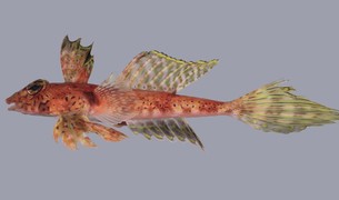 This colourful dragonet was one of three new species discovered during a recent survey of the Kermadec Islands.