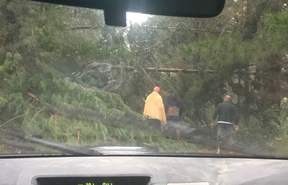 Simon Avery and his friends managed to get out of Pauanui by driving along the forestry roads, and cutting down trees along the way.