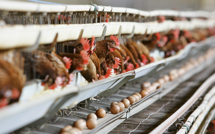 Caged hens, Italy.
