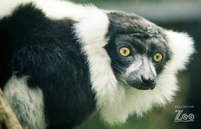 Wellington zoo Lemur 