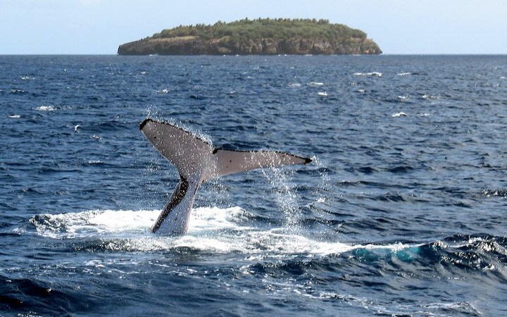 Cook Islands Applauded For Marine Management Rnz News