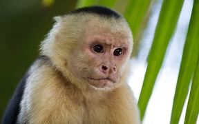 Capuchin Monkey 