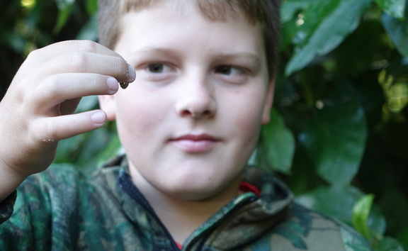 Lepperton School pupil Monte Woodward, 9, with a mealworm he’d brought to feed to the robins. 