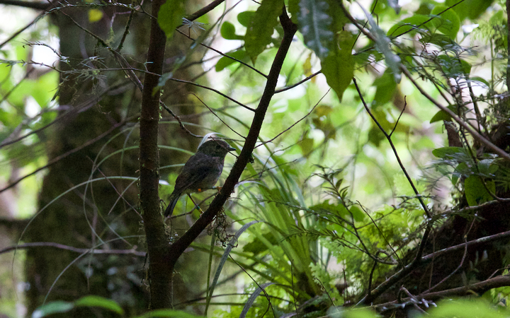 A North Island robin in the Mt Taranaki bush