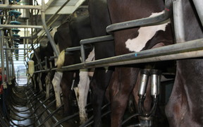 Cows in dairy shed