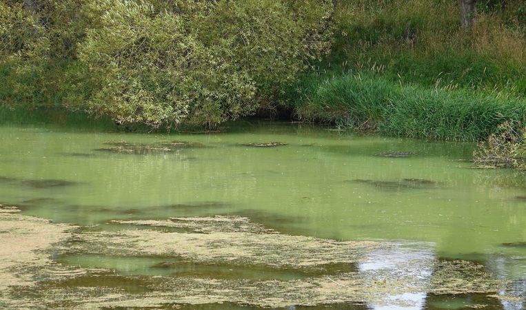 Almost still water with floating weed and green algae suspended throughout the water