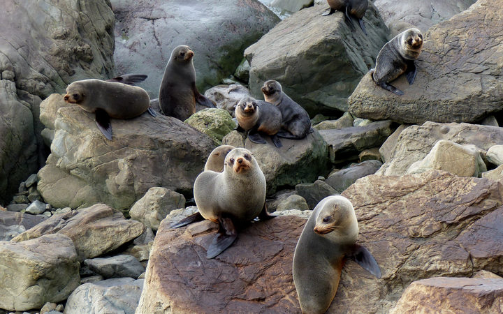 NZ fur seals