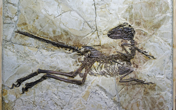The fossilised skeleton of the dinosaur clearly shows its quill-like feathers.