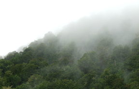Mist rises in an area near Tree Trunk Gorge Rd - on the edge of Tongariro National Park and Kaimanawa Forest Park - in December 2008.