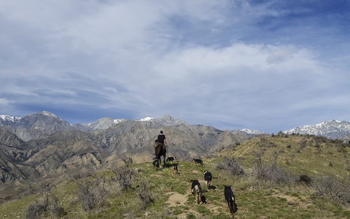 Shepherd Ash Orr mustering in the Kaikōura Ranges