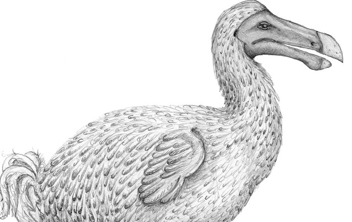 A reconstruction of the extinct dodo bird, by a team at the University of Cape Town.