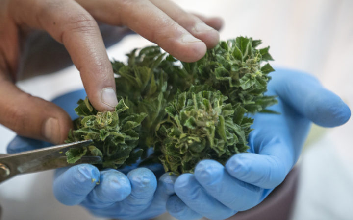 medicinal cannabis