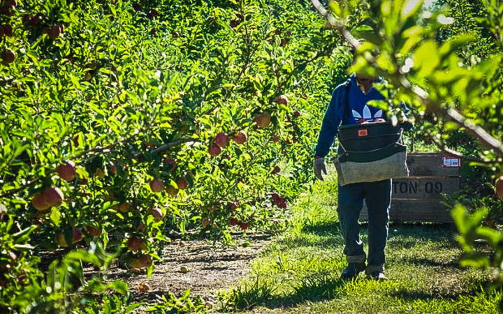 RSE worker in Hawke's Bay Garden.