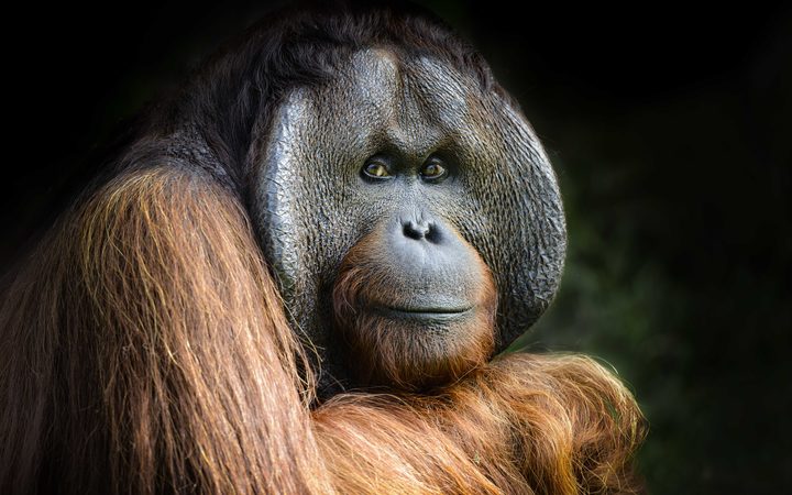 36-year-old Charlie is one of three orangutans that have just arrived at Orana Wildlife park.