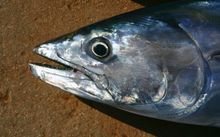 bonito / skipjack tuna - file photo