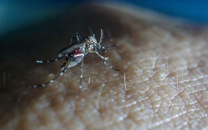 Cooks health secretary says dengue total up to 50