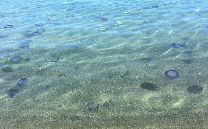 Jellyfish at Island Bay, Wellington
