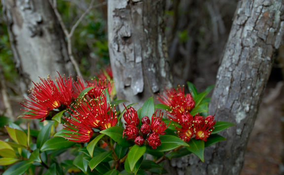 Southern rata, Auckland Islands