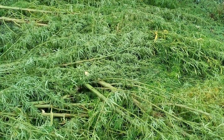 Uprooted Marijuana plants on Guadalcanal