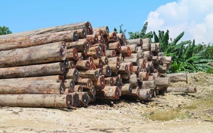 Harvested logs in PNG