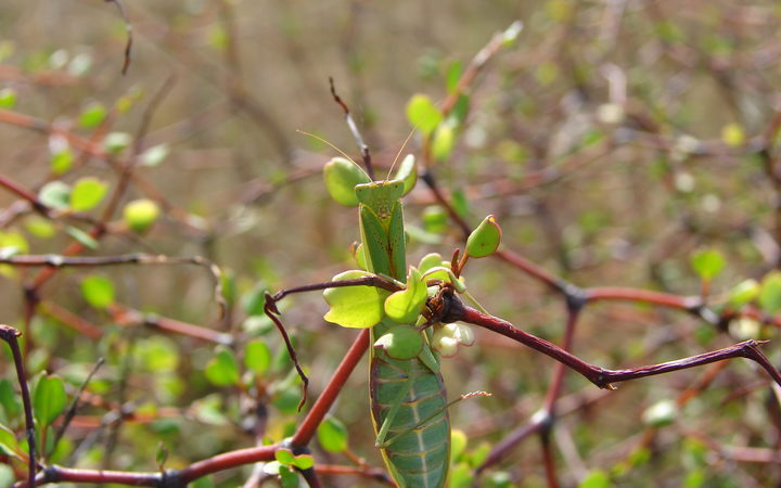 Praying Mantis are found in the shrub.
