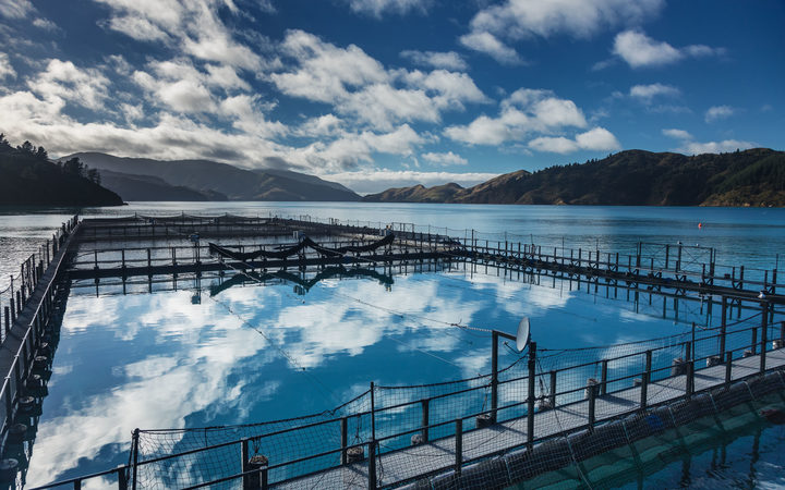 A NZ King Salmon farm in the Tory Channel. 