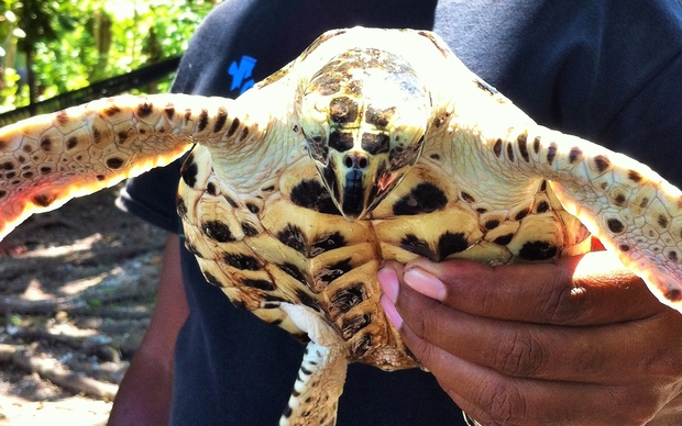  Chairman of the Mualaulalo Island Conservation Initiative, Dennis Marita holds a baby Hawksbill Turtle