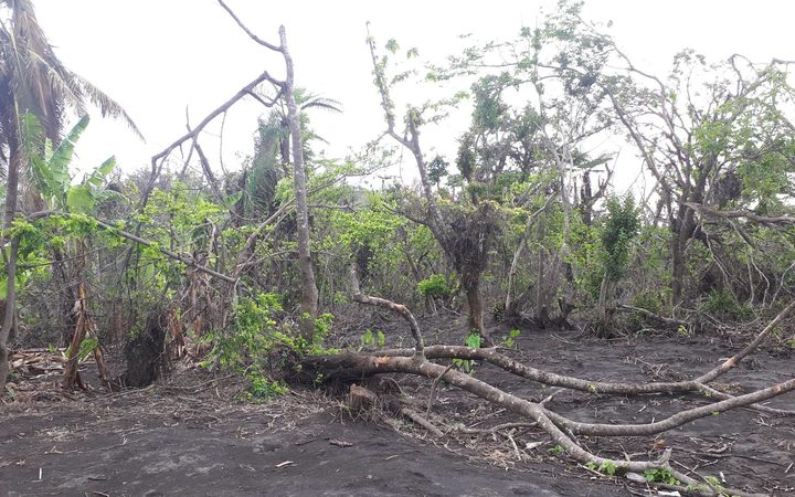 Volcanic ashfall in Ambae forest.