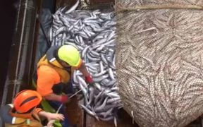 Southern blue whiting are brought aboard a fishing vessel